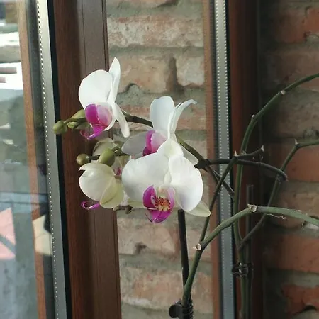 селена Хотел Балчик